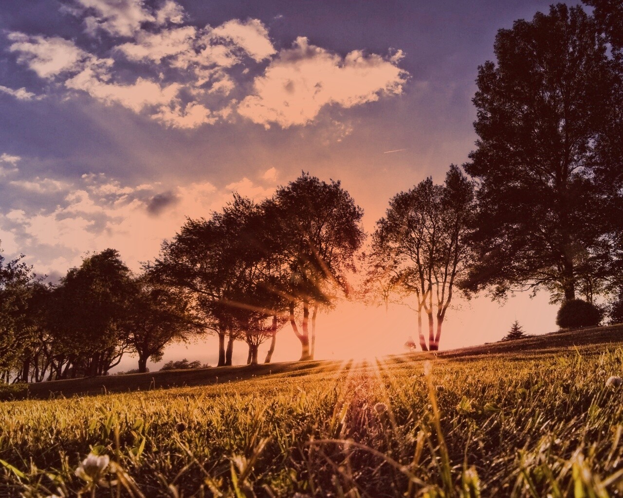 Лучи солнца на траве обои