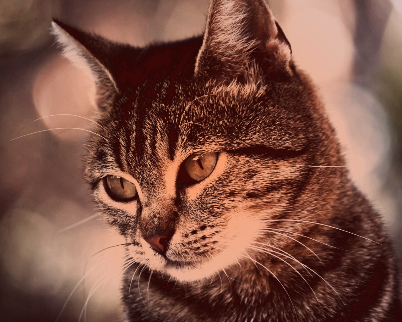 Кот усатый обои