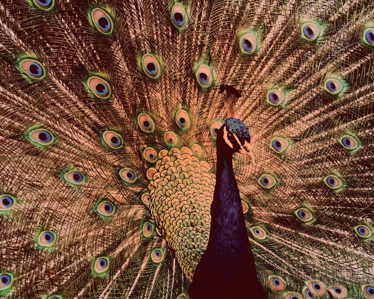 Красивый павлин обои