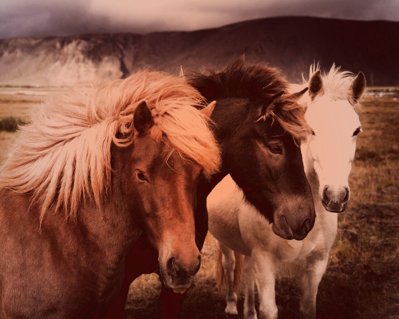 Мустанги обои