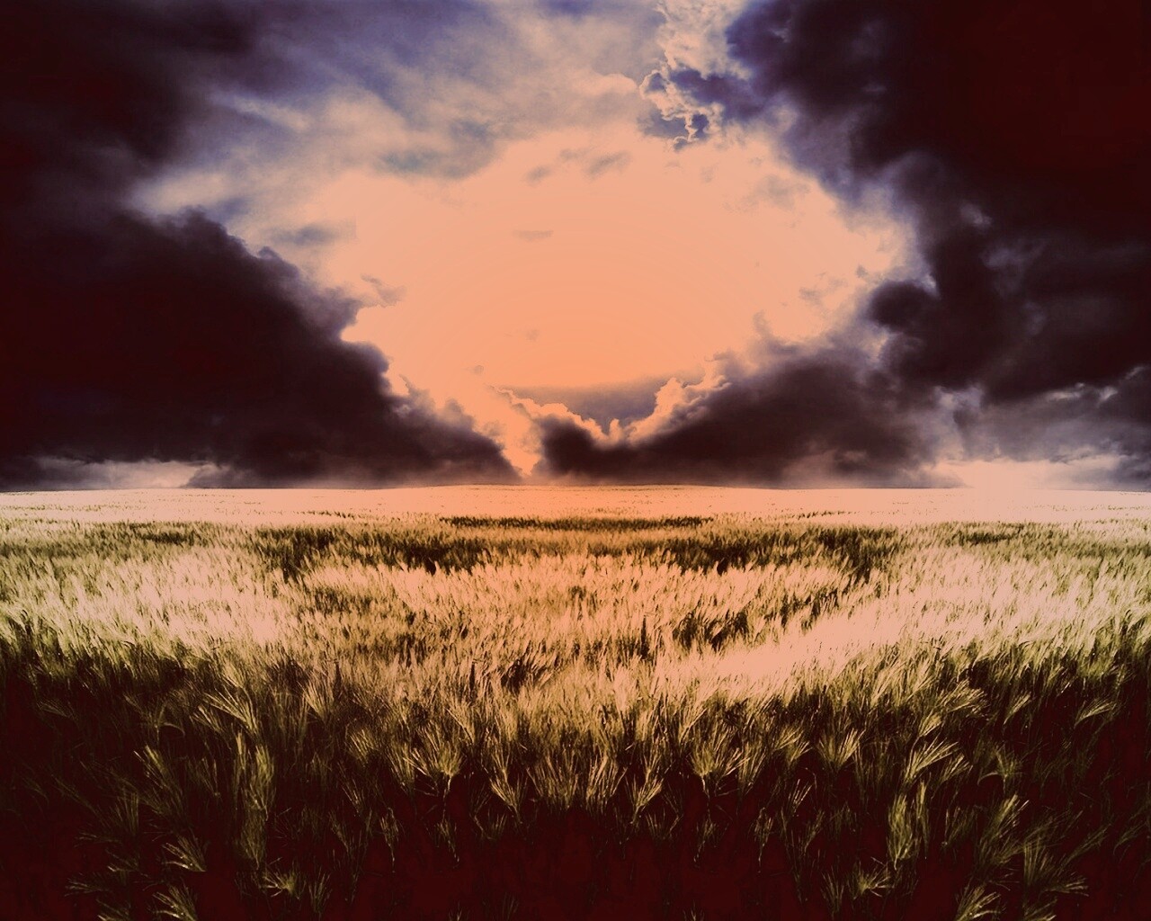 Травяное раздолье обои