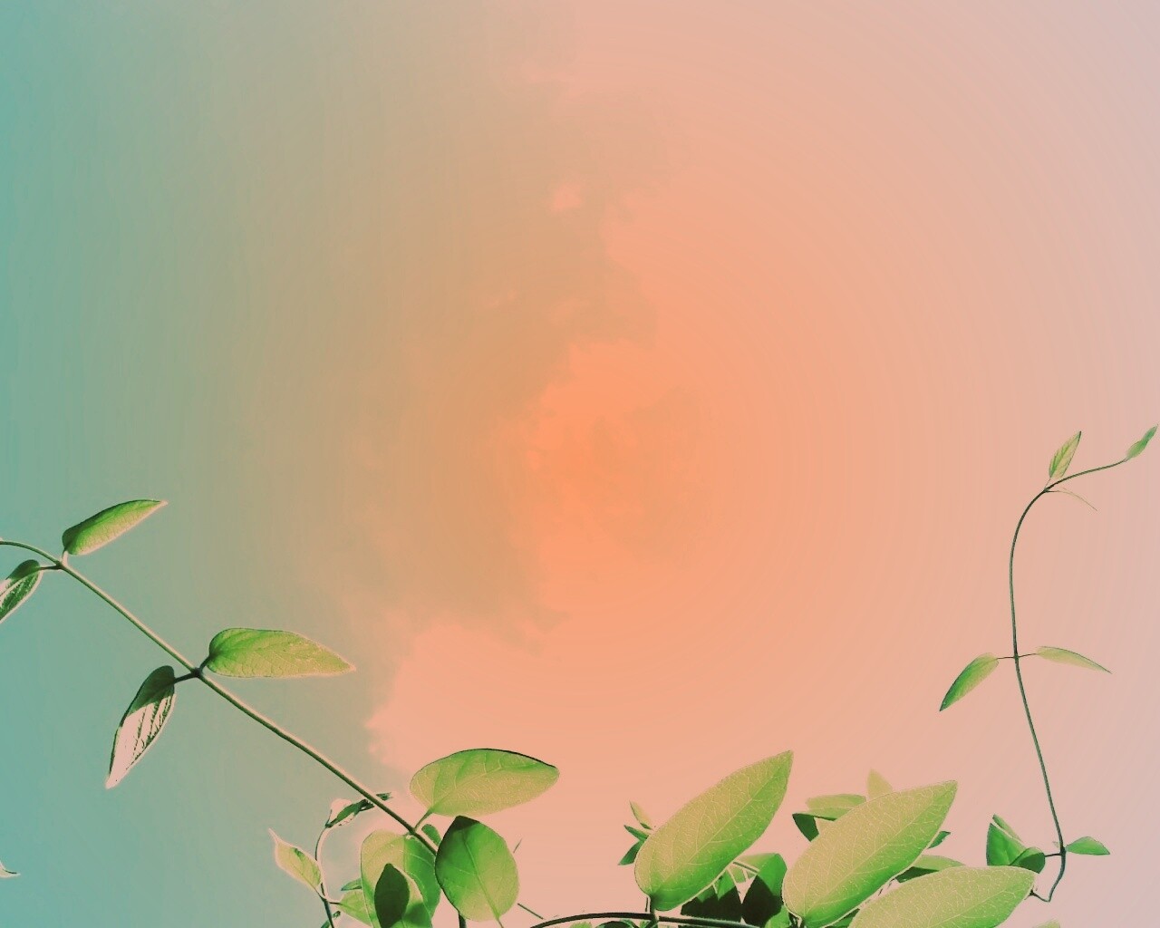 Зеленые ветви на фоне голубого неба обои