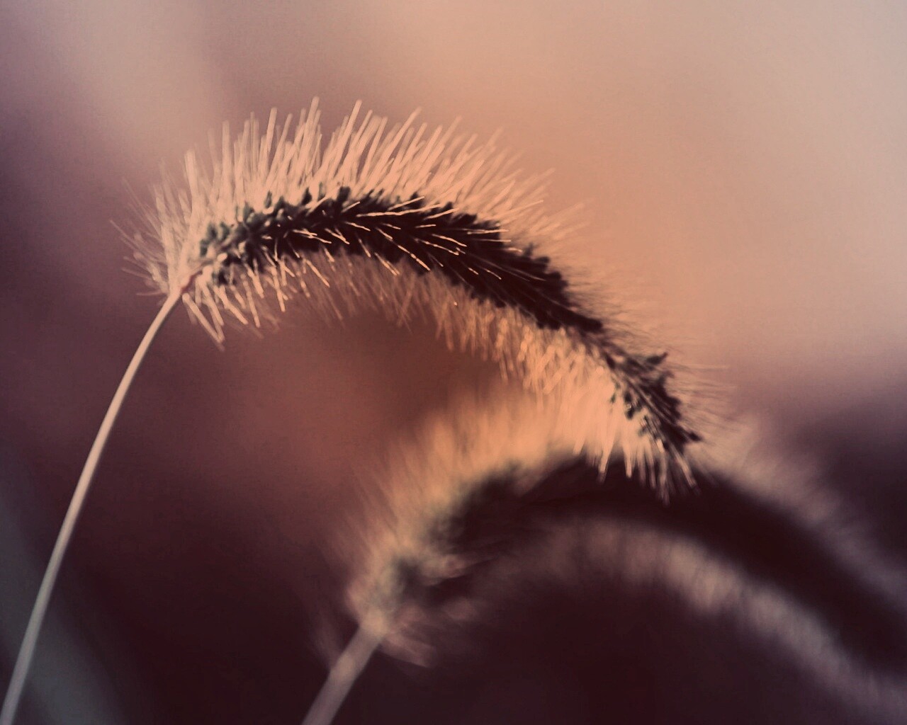 Травинка обои