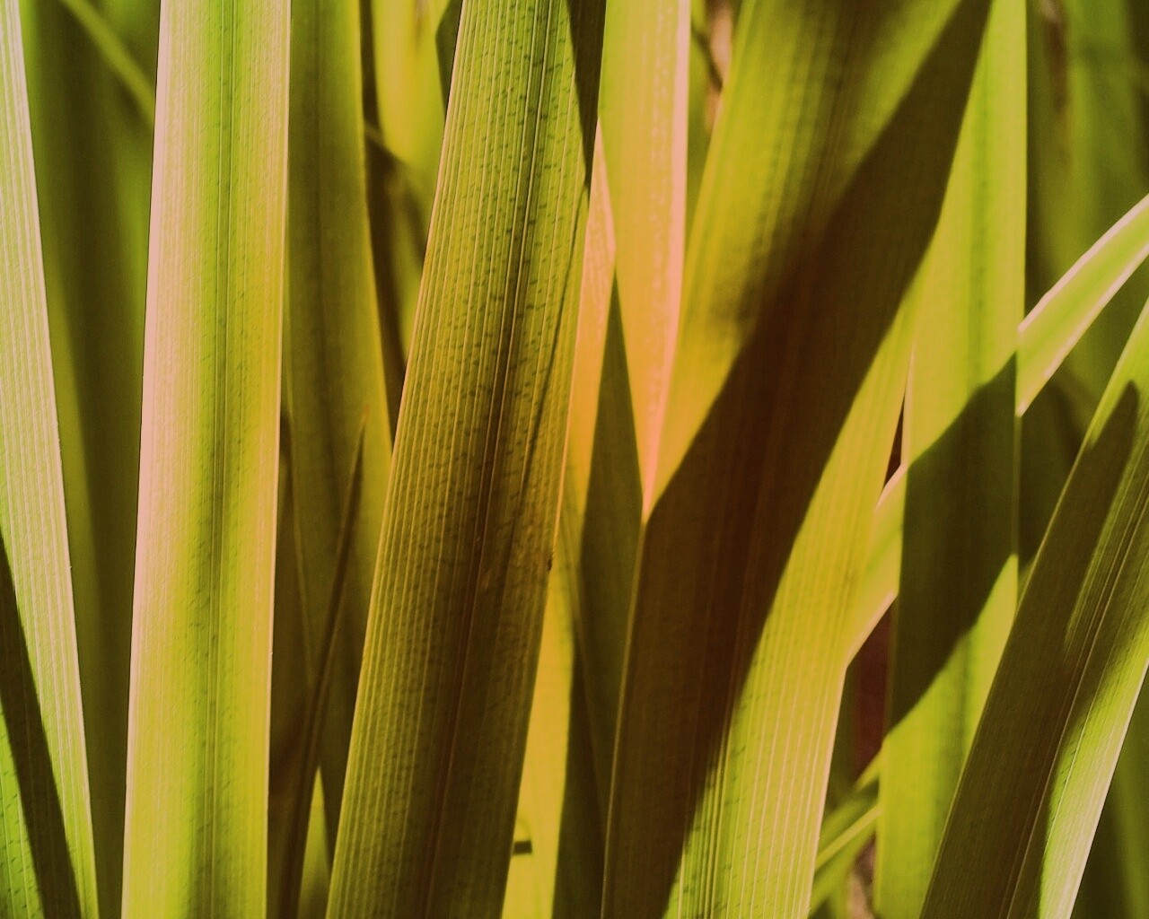 Стебли травы обои