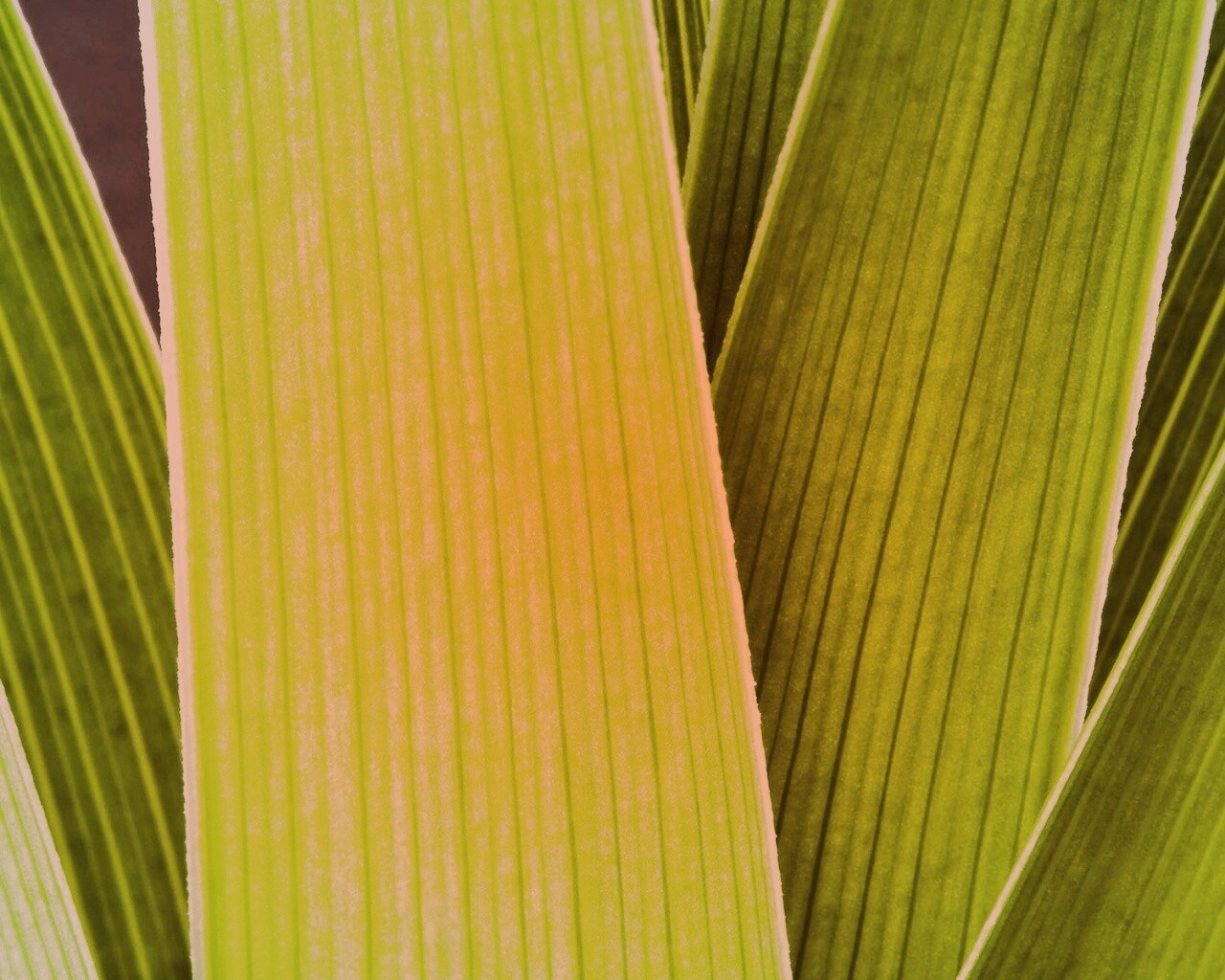 Стебли обои