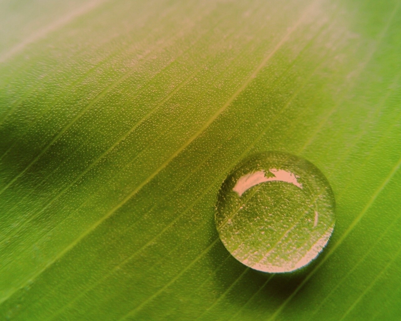 Одна капля обои