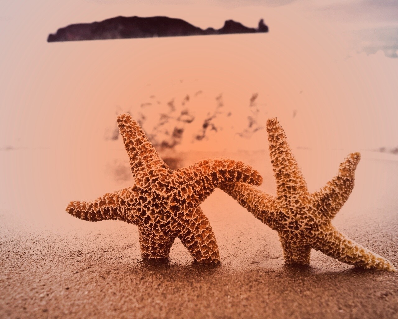 Две морские звезды обои