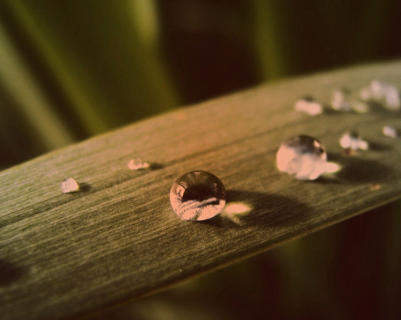 Капли росы на листе обои