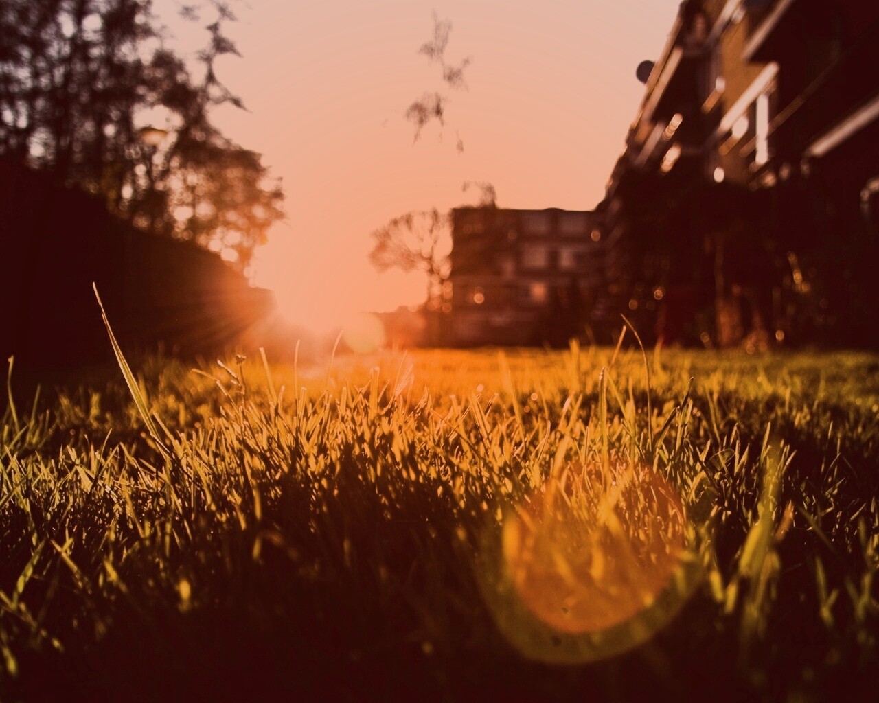 Трава во дворе обои