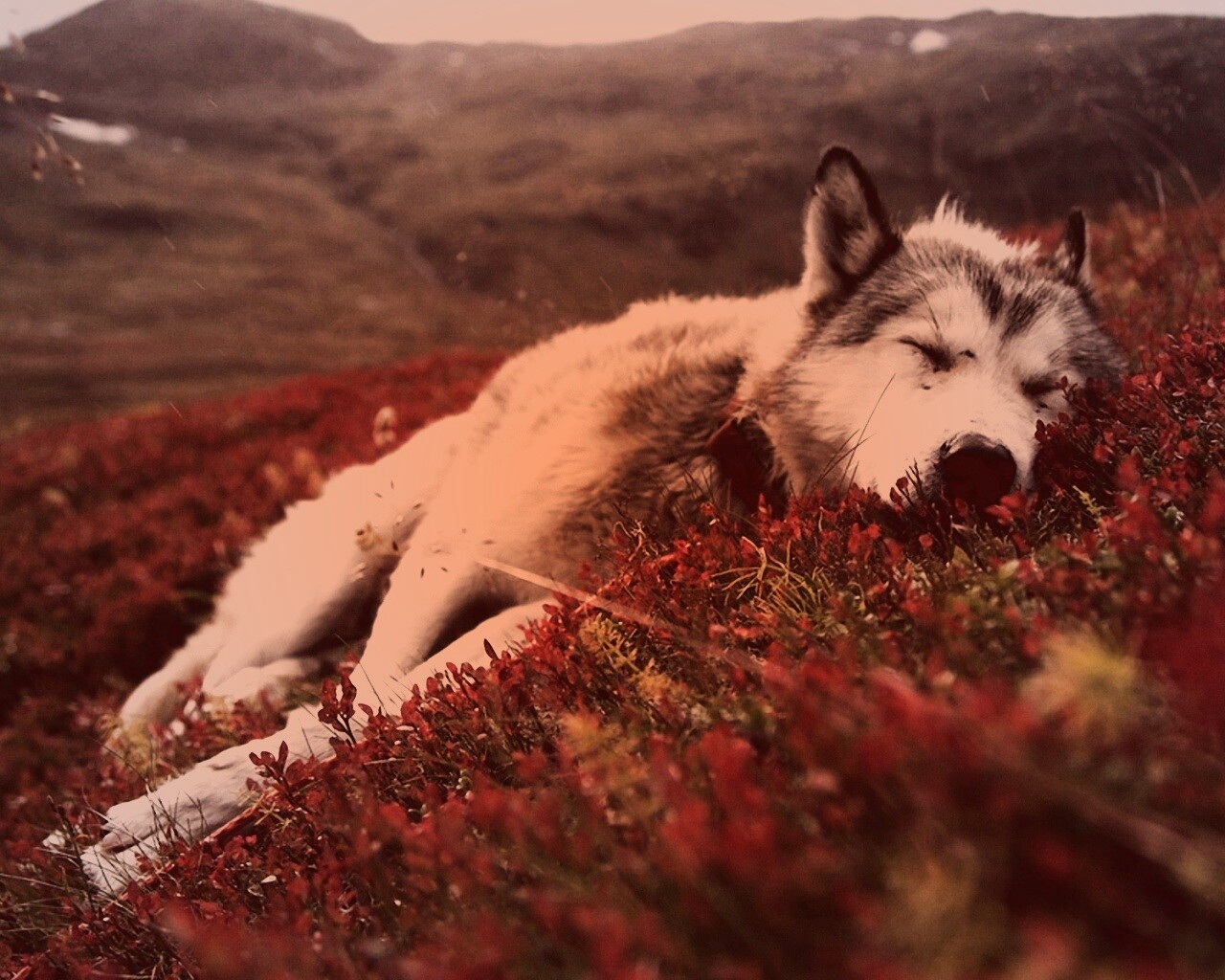 Лапа в цветах обои