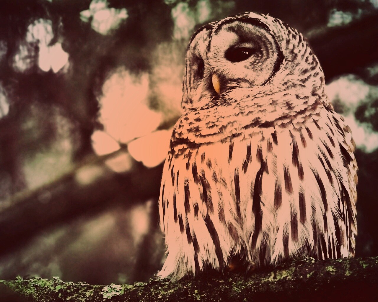Сова на ветке обои