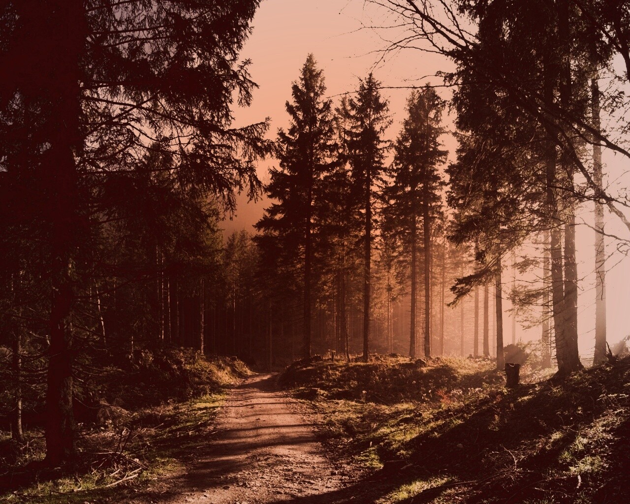 Лесная дорога обои