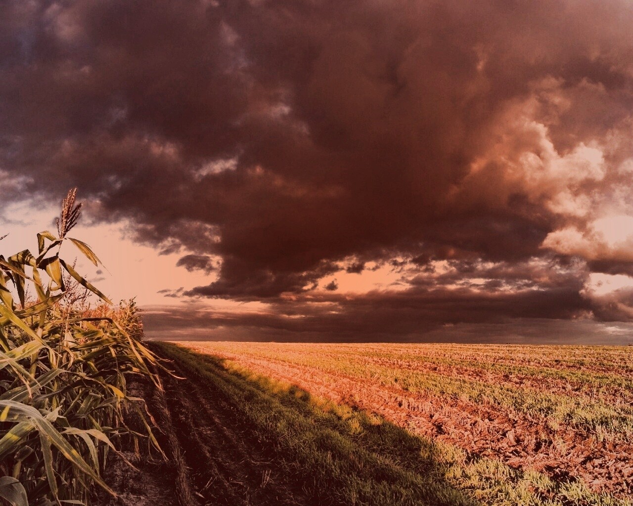 Кукурузное поле обои