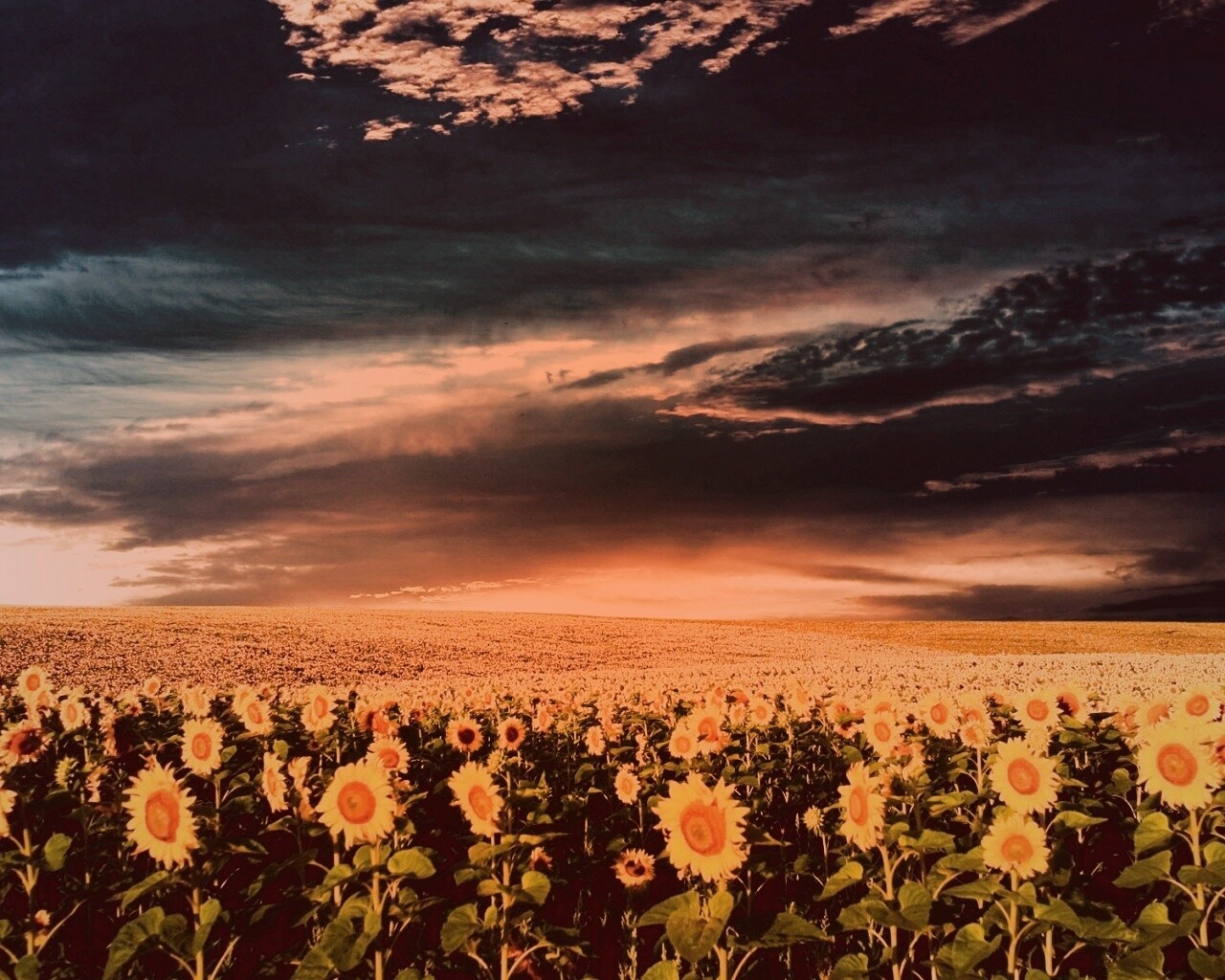 Целое поле подсолнухов обои