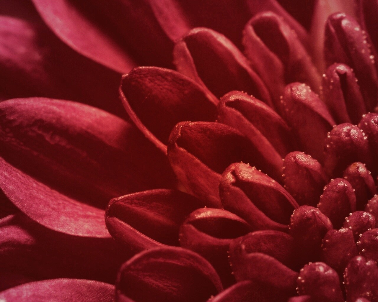 Лепестки хризантемы обои