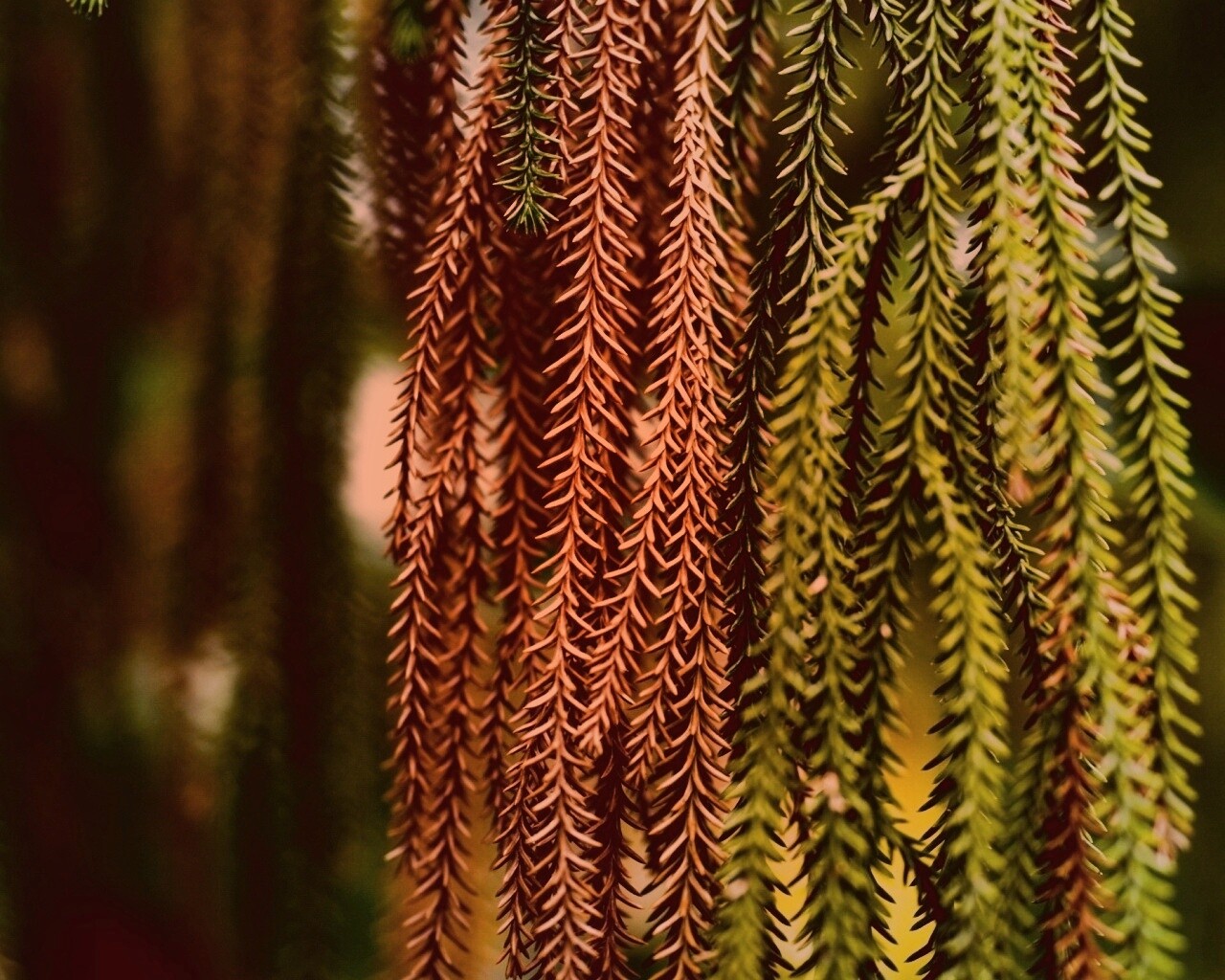 Зеленые колючки обои