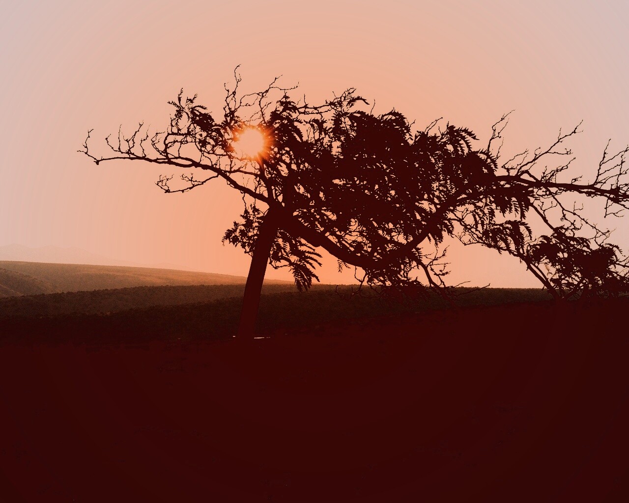 Дерево на закате обои
