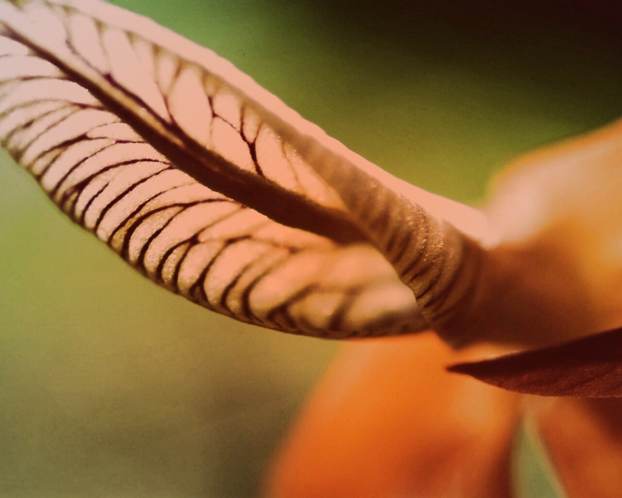 Сетчатый лист обои