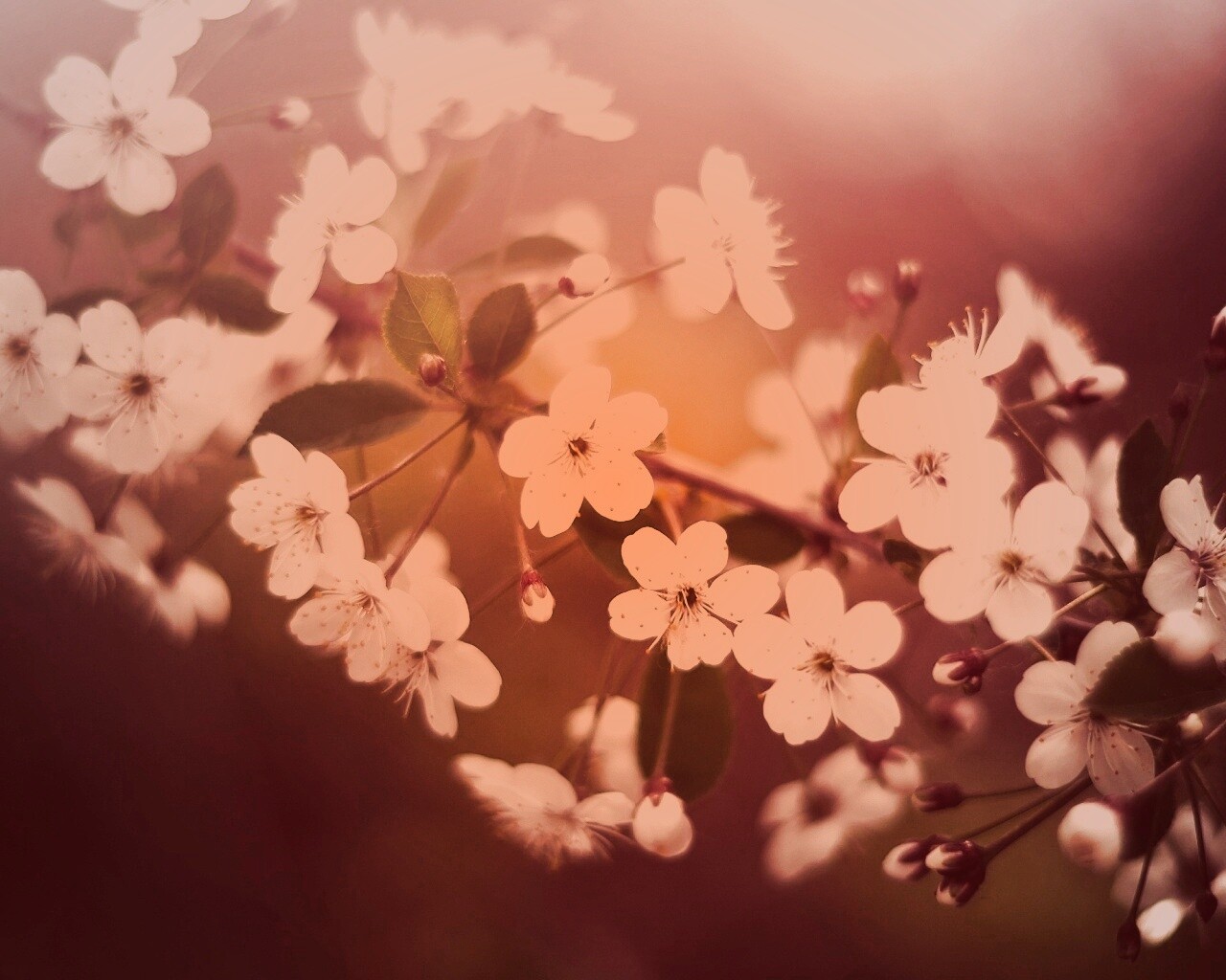 Ветка сакуры обои