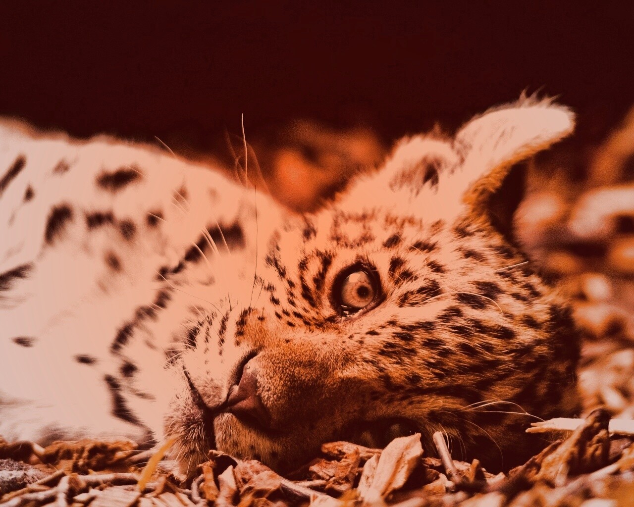 Гепард котенок обои