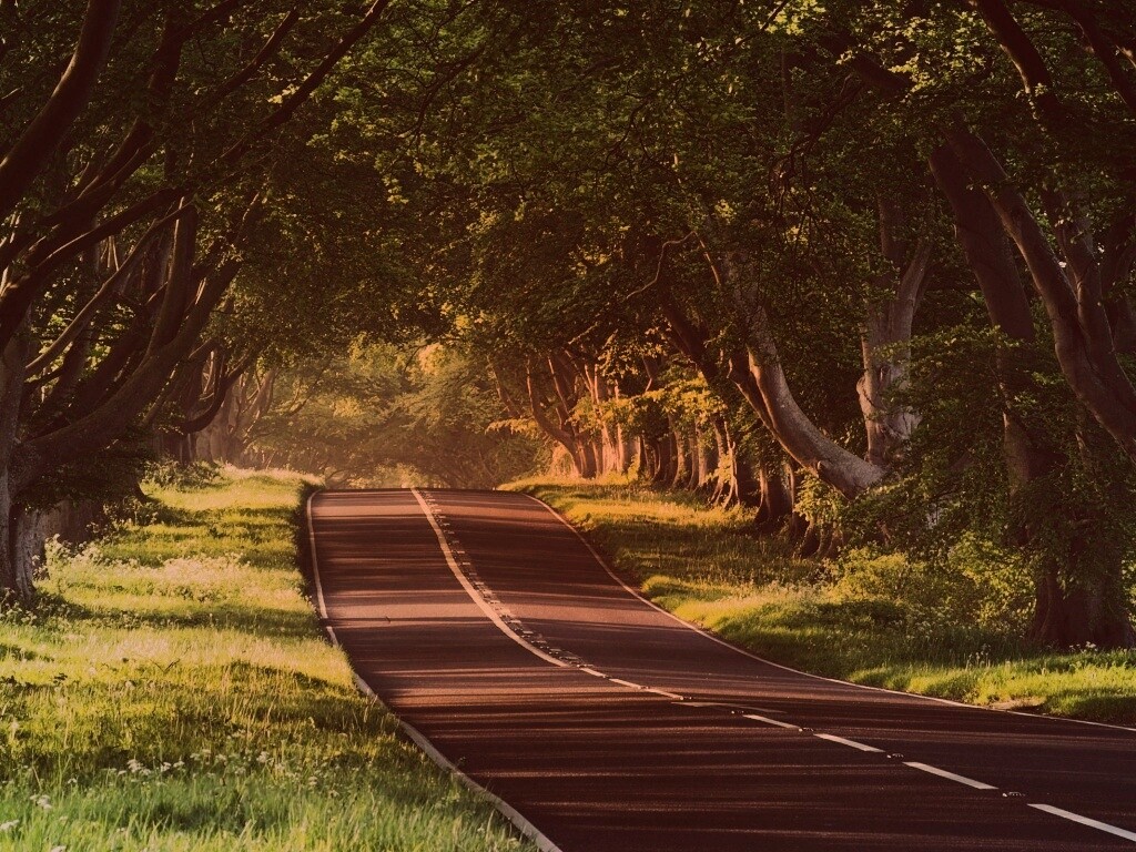 Трасса в тени деревьев обои