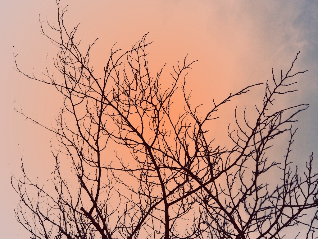 Ветвистое дерево обои