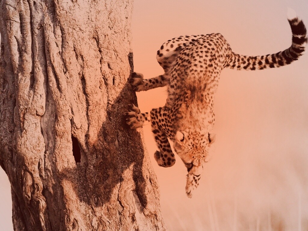 Скалолаз обои