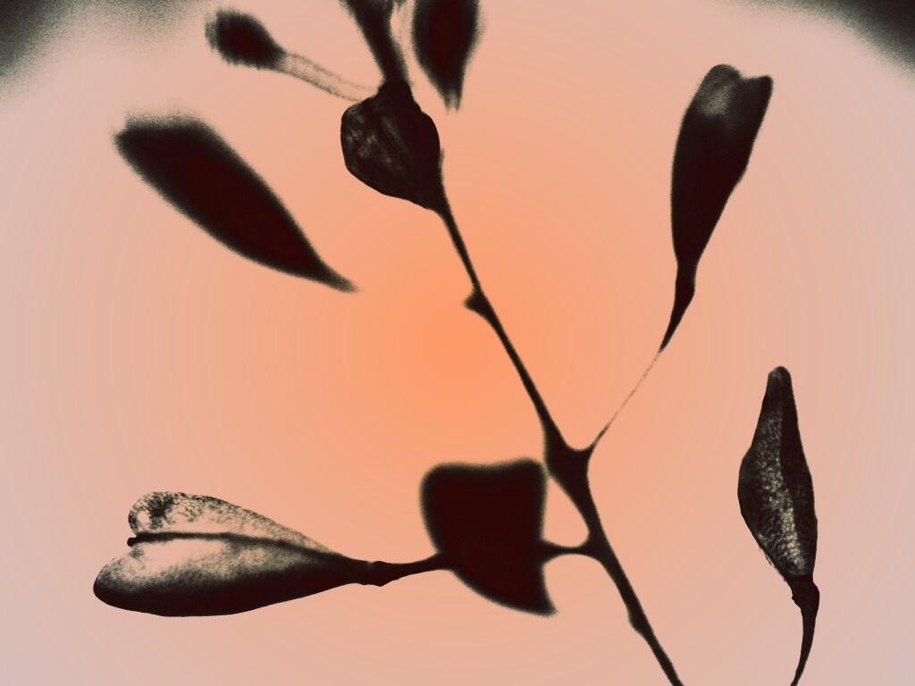 Усыхающие листья обои