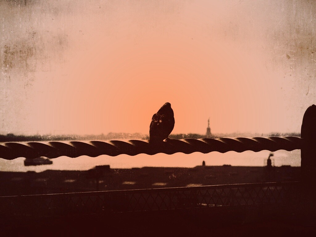 Голубь в Нью-Йоркских доках обои