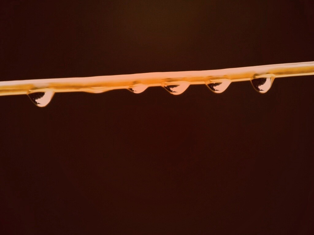 Капли на соломинке обои