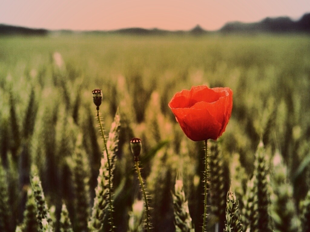 Первый распустившийся мак обои