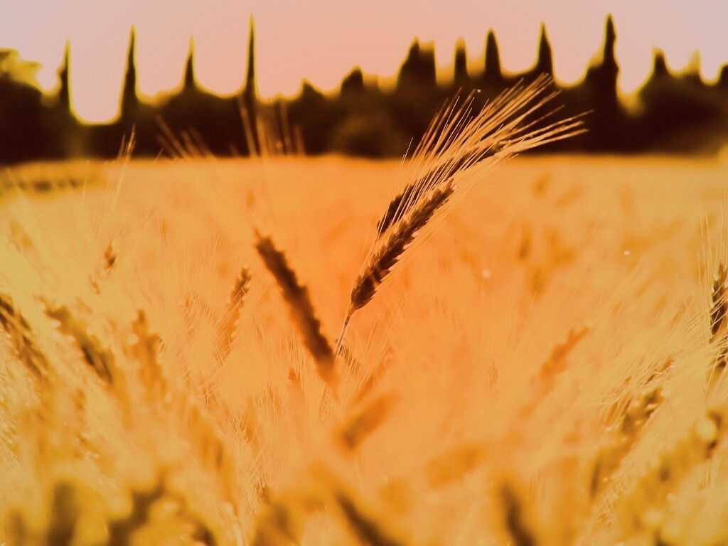 Пшеничное поле обои