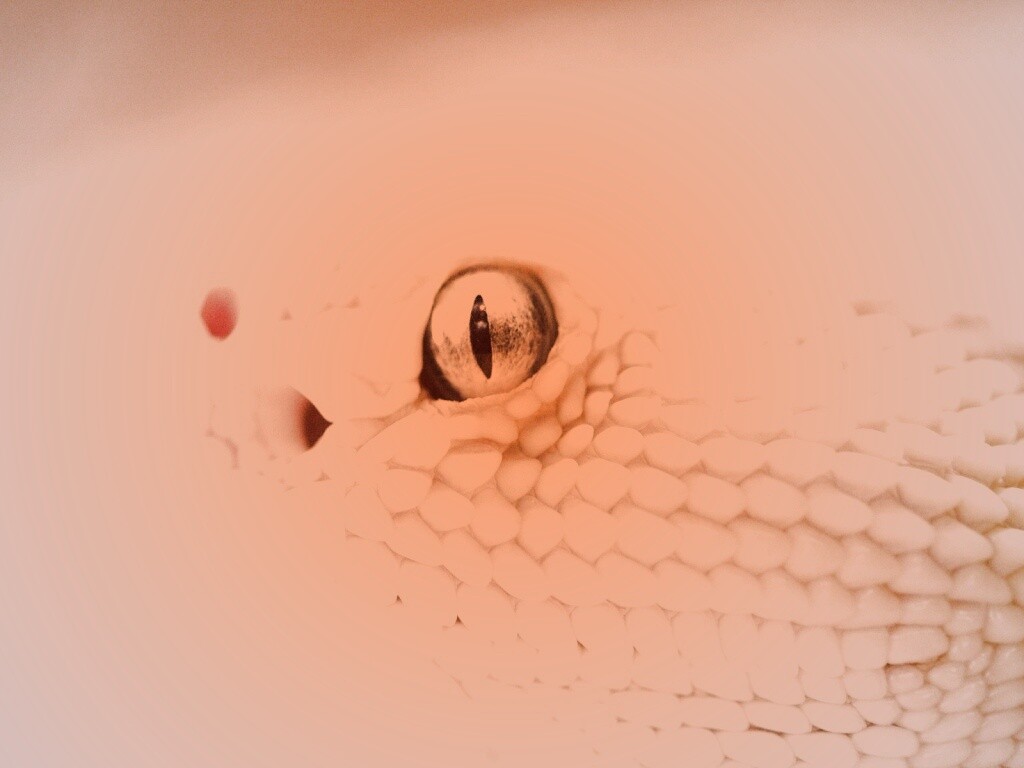 Змея альбинос обои