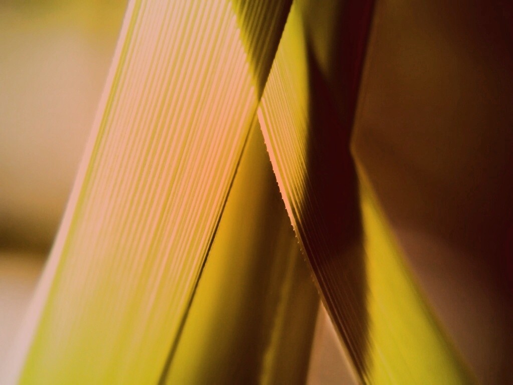 Травинки на свету обои