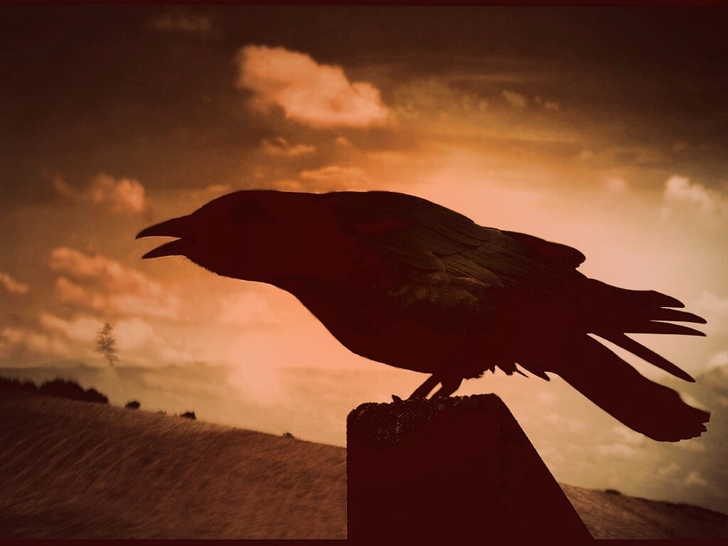 Чёрный ворон обои