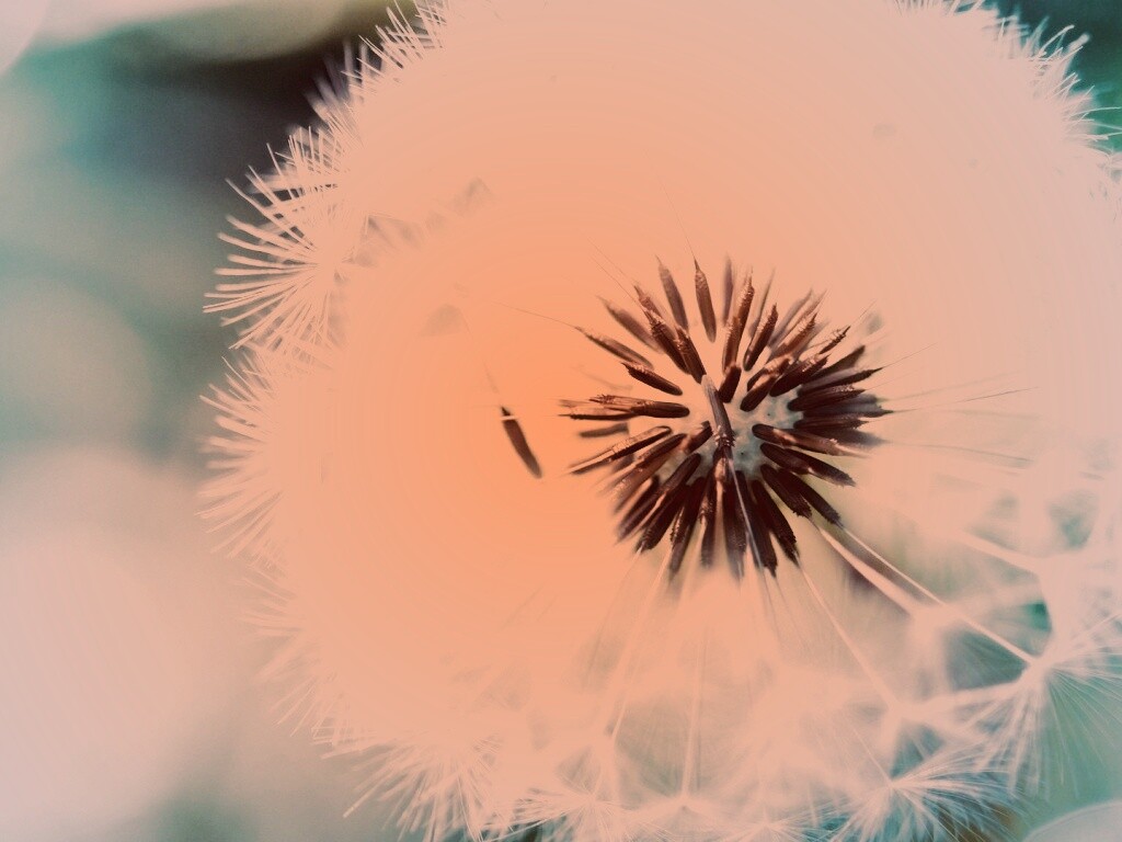 Макро фото одуванчика обои