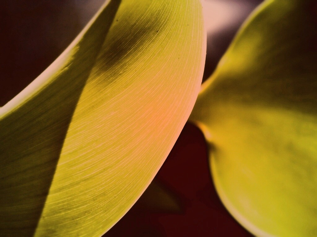 Лист на просвет обои