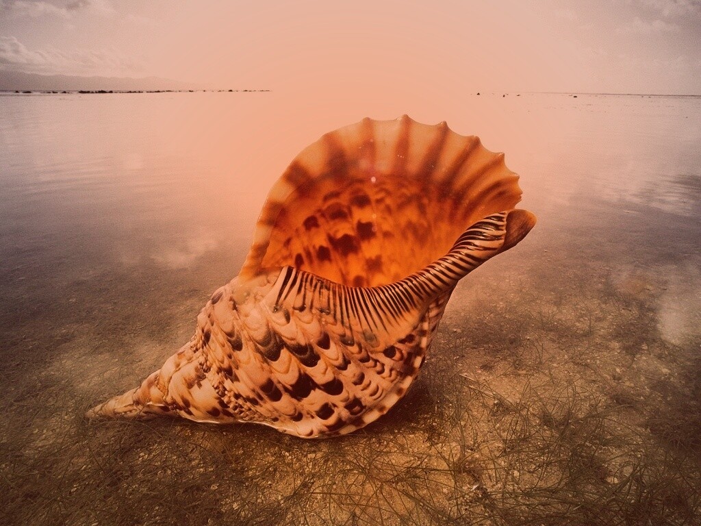 Морская раковина обои