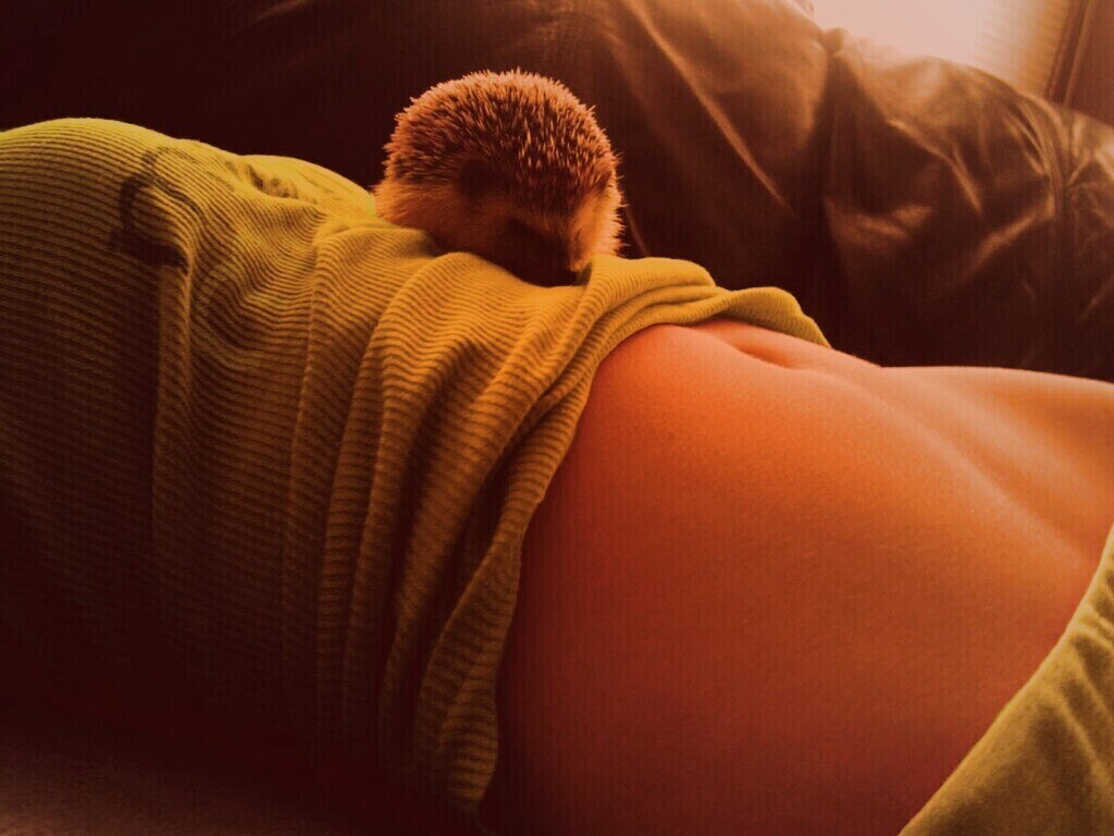 Девушка и ёжик обои