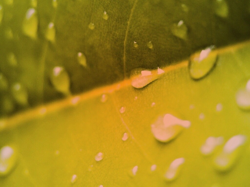 Капли на листе обои