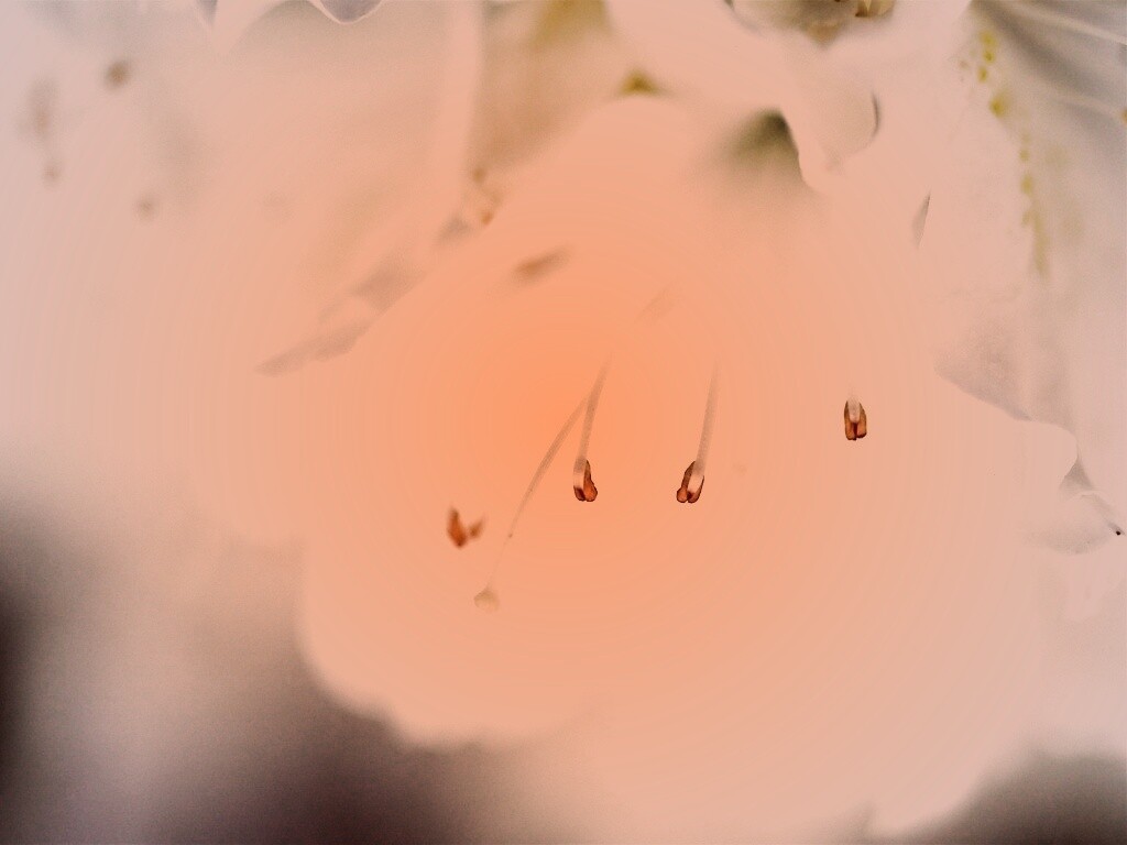 Цветок орхидеи обои