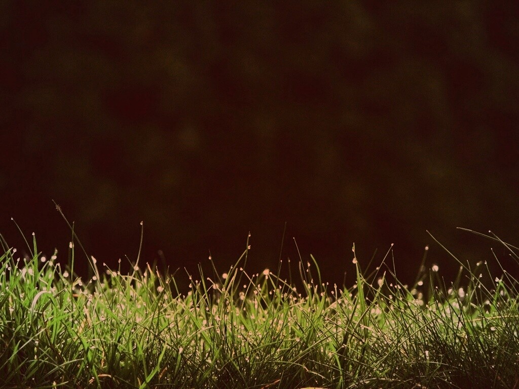 Трава после дождя обои