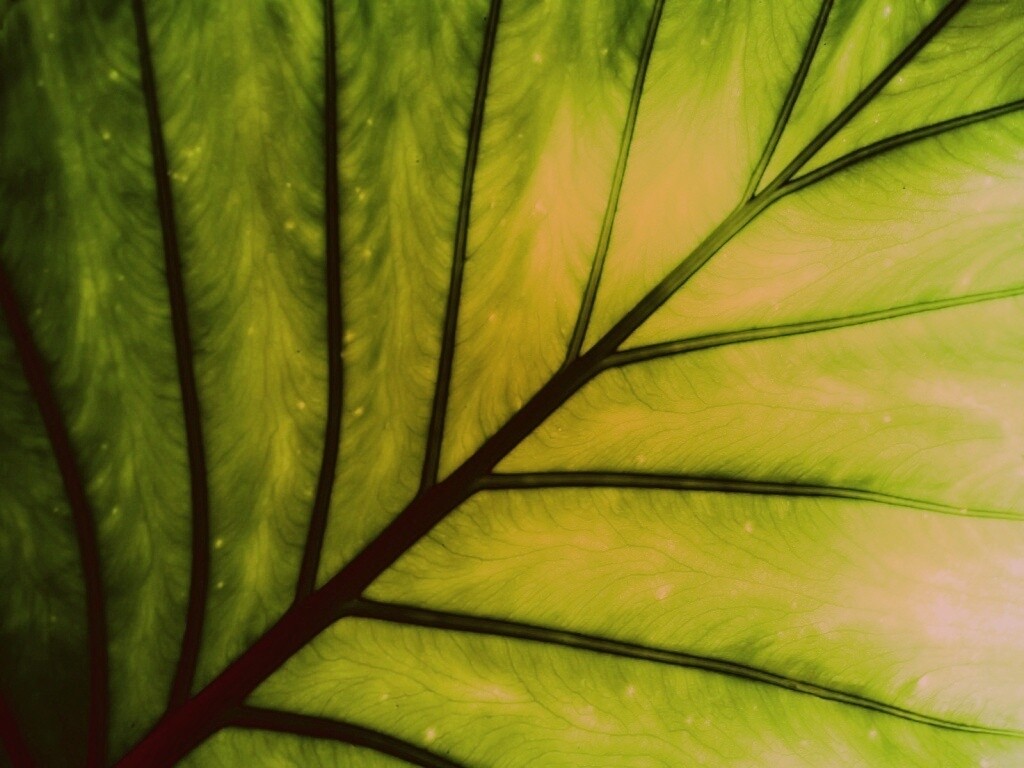 Макро фото листа обои