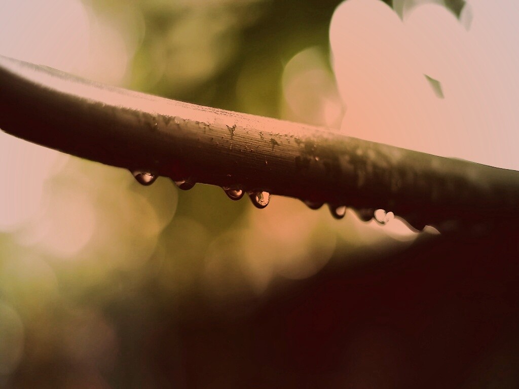 Капли на стебле обои