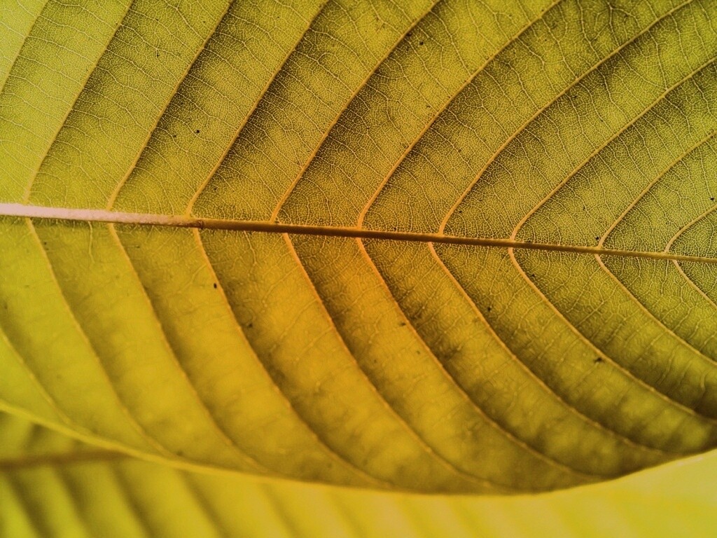 Листик обои