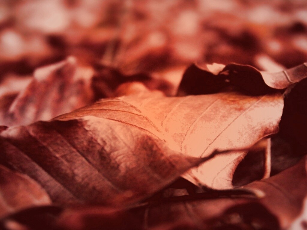 Мертвые листья обои