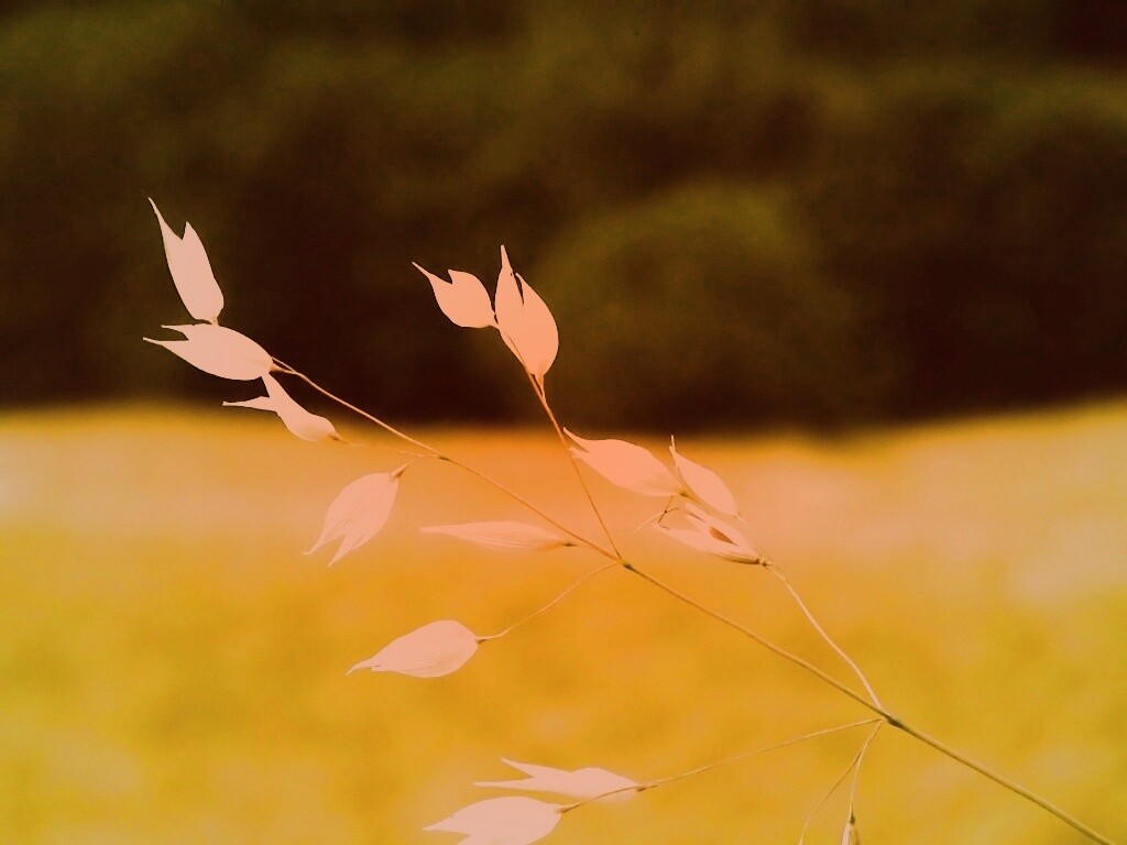 Белые полевые цветочки обои