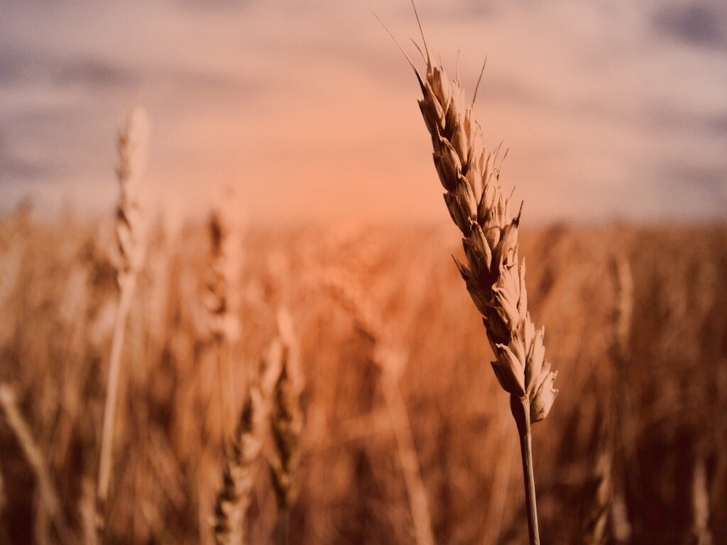 Колосок обои