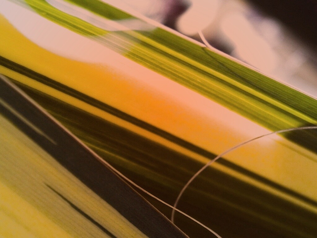 Желто-зеленые травинки обои