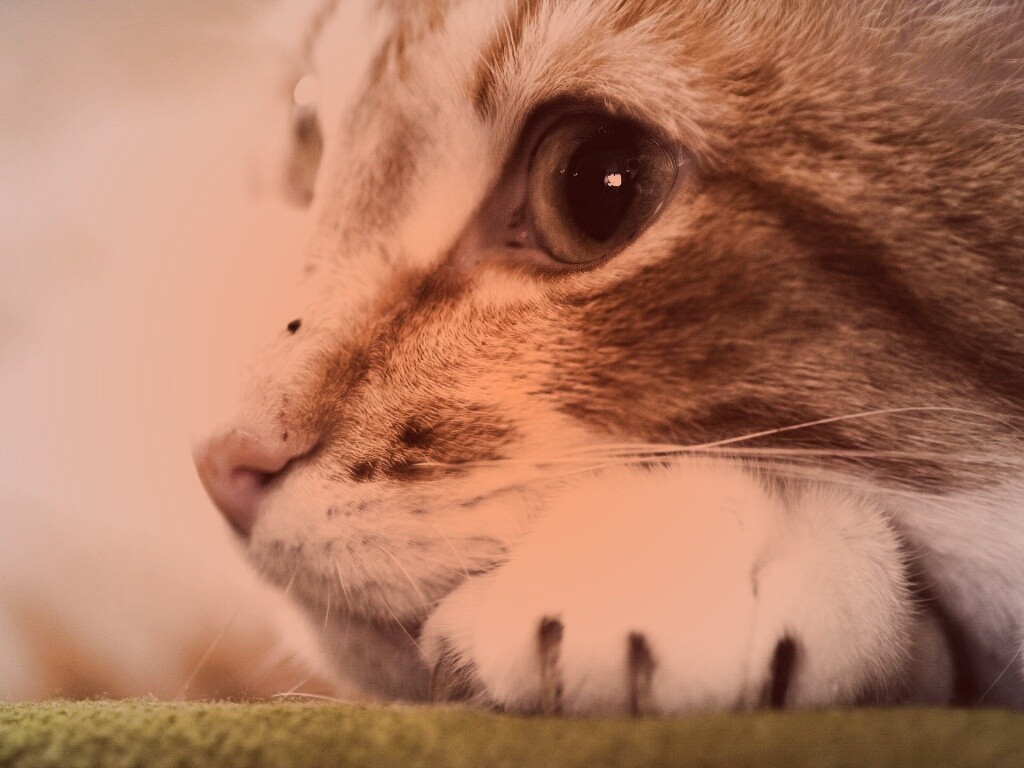 Мордочка на лапаках обои
